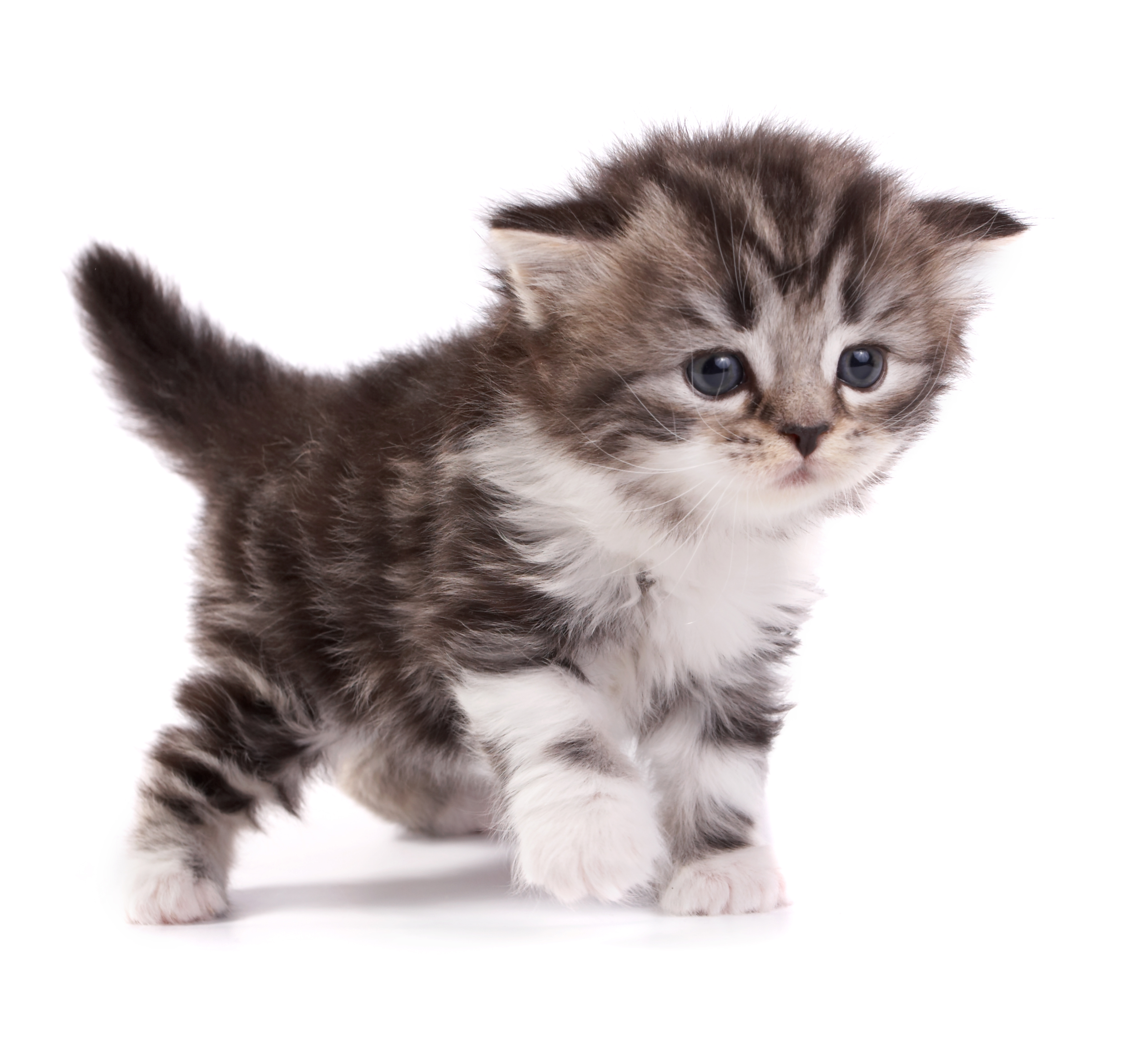 Kitten checklist